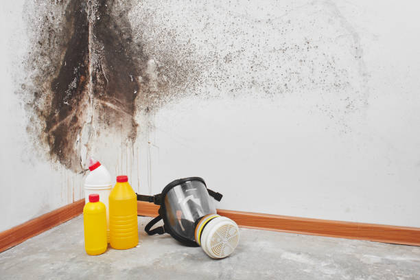 Best Affordable Mold Removal  in Riverview, MO