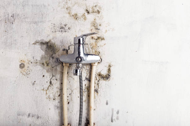 Best Mold Damage Repair  in Riverview, MO
