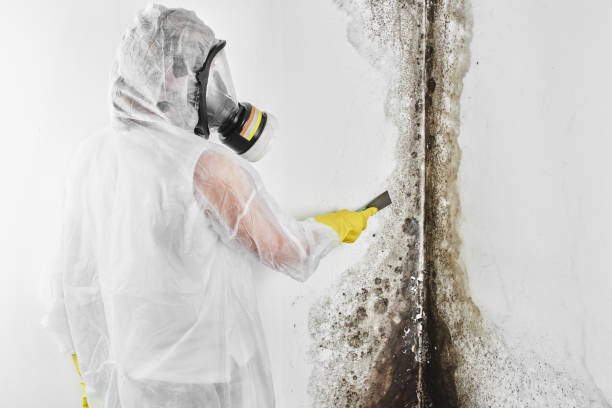 Best Best Mold Removal Companies  in Riverview, MO