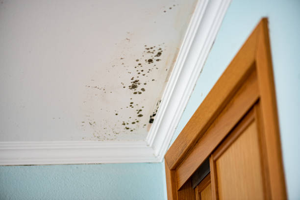 Best Commercial Mold Removal  in Riverview, MO