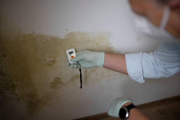Best Professional Mold Removal  in Riverview, MO