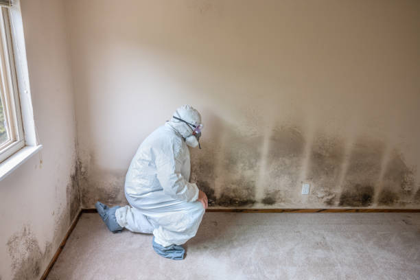 Best Fast Mold Removal  in Riverview, MO