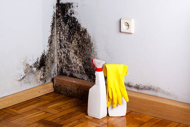 Best Water Damage Restoration  in Riverview, MO